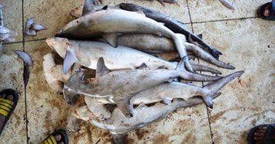 Безжалостные убийцы истребляют 80 млн акул в год: 25 млн из них находятся под угрозой исчезновения