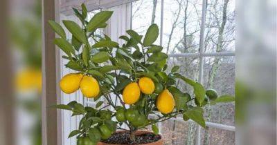 Как дома вырастить лимон из косточки: что должны знать цветоводы-любители