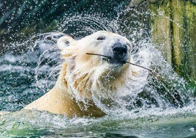Пражский зоопарк перевезет последнего белого медведя в Казахстан