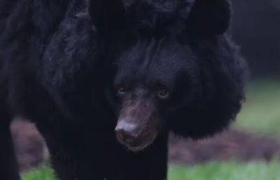 Вот это повезло хлопцу: огромный медведь, которого ВСУ спасли от оккупантов, поселился за границей. Фото