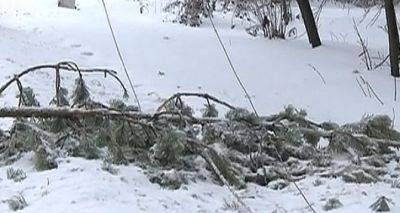 В целом регионе объявлено штормовое предупреждение, возможно падение деревьев - cxid.info - Луганск