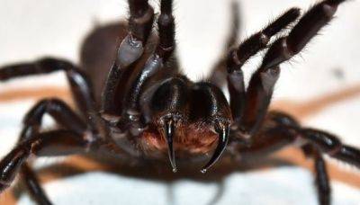 В Австралии обнаружили крупнейшего самца самого опасного паука в мире