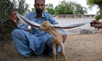 В Пакистане родился козленок с очень длинными ушами