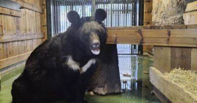 Медведь Ямполь после обстрелов в Украине нашел новый дом в Шотландии (фото)