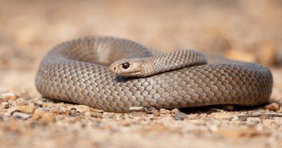 Незваный гость: австралийка нашла ядовитую змею в ящике с одеждой 3-летнего сына (видео)