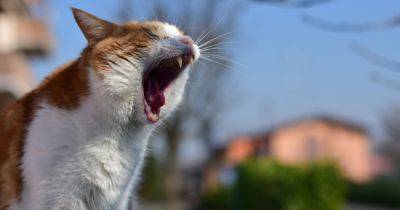 Пушистые собеседники: 10 самых голосистых пород кошек (фото)