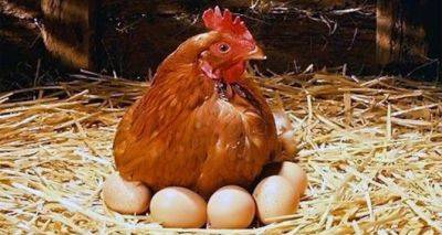 Как обмануть природу и заставить несушек зимой ежедневно нести яйца: несколько советов от зоологов - cxid.info