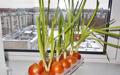 Чтобы не переплачивать в магазине: как в январе вырастить перец, чеснок и лук - hyser.com.ua - Украина