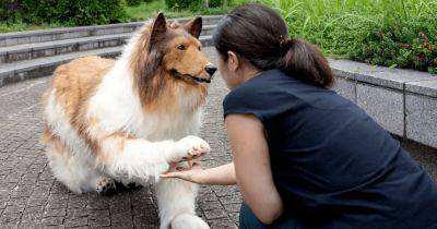 Японец который "стал собакой", вдохновил людей на жизнь в образе других животных (фото)