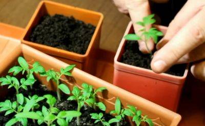 Помидоры будут крупными и мясистыми: как правильно подготовить почву для рассады томатов - hyser.com.ua - Украина