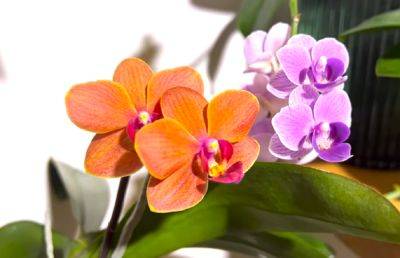 Понадобятся два продукта из кладовой: как приготовить суперполезное органическое удобрение для орхидеи