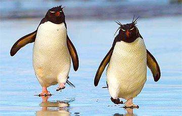 Как не падать на льду: суть приема «ходьба пингвина»