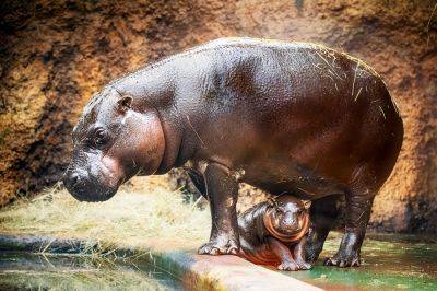 В чешском зоопарке родился редкий карликовый бегемот: видео - vinegret.cz - Чехия - Кот Дивуар - Либерия - Сьерра Леоне