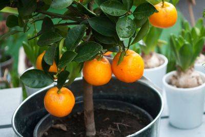 Вы удивитесь результату: как вырастить домашние мандарины, посадив их косточки - hyser.com.ua - Украина