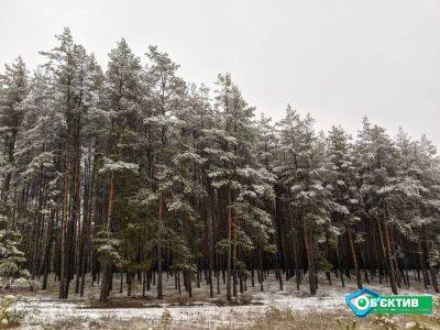 Названы самые опасные леса Харьковщины - objectiv.tv - Украина - Харьковская обл.