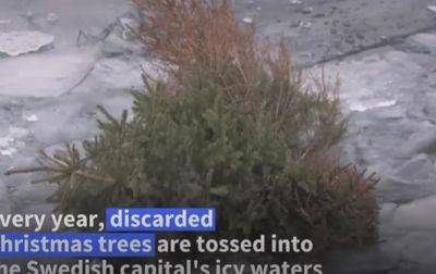 Новогодние елки в Швеции выбрасывают в воды Стокгольма