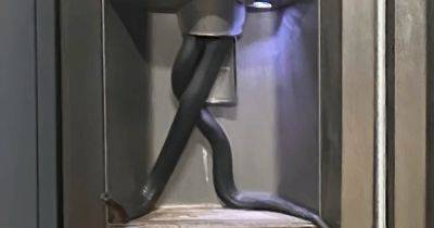 "Скользкое существо": змея выползла из автомата для льда в холодильнике (видео) - focus.ua - Украина - Австралия