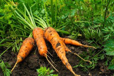 Поможет луковая шелуха: как правильно хранить морковь, чтобы она не портилась до весны - hyser.com.ua - Украина