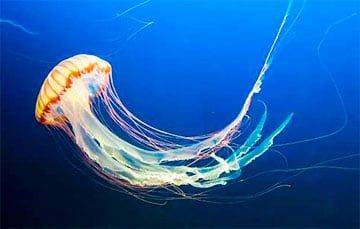 Ученых озадачило видео с НЛО-медузой