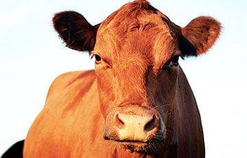 Белорусам предлагают «эксклюзивное» молоко А2 от красных коров