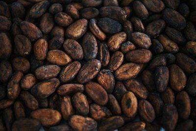 Биржевые цены на какао-бобы превысили 3760 фунтов стерлингов за тонну