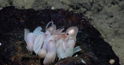 Жемчужные пришельцы: в океане найдены два удивительных глубоководных питомника (фото)