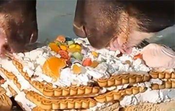 В Гродненском зоопарке поздравили гималайских медвежат с первым днем рождения и раскрыли рецепт «Лешемашевого» торта