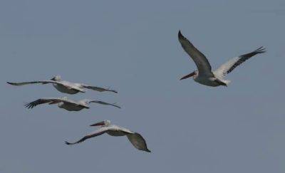 На Тузловские лиманы прилетели кудрявые пеликаны | Новости Одессы