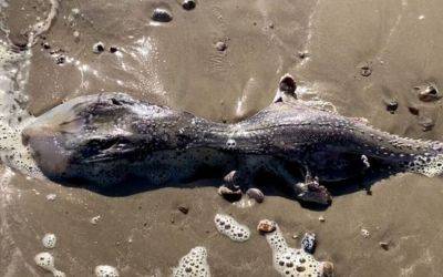 В Британии нашли останки странного морского существа