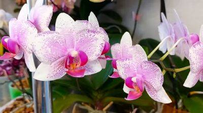 Растение нуждается в вашей помощи: что делать с цветоносом, когда орхидея отцвела
