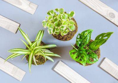Воздух будет чистым и свежим: какие комнатные растения очищают воздух от пыли