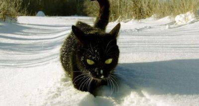 Сегодня «день обпивок» и черного кота гладить нельзя - cxid.info