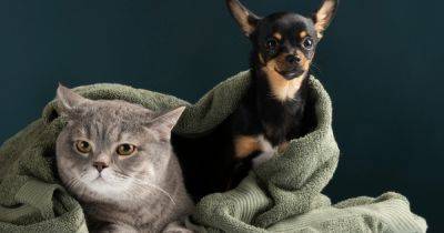 Как сохранить в чистоте дом, где живут собаки или кошки: 14 практических советов