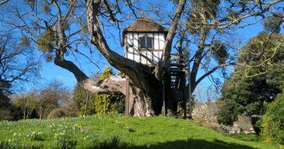 Найден самый старый домик на дереве: как он выглядит изнутри (фото)