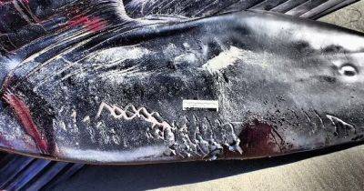 Безумие в океане. Найден убийца кита, преследующий свою жертву и наносящий жестокие удары (видео)