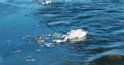 В Казахстане обнаружили 227 погибших лебедей на озере Караколь - dialog.tj - Казахстан - Мангистауская обл. - Экология
