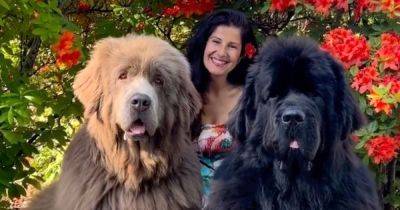 Женщина вырастила 70-килограммовых собак, которых часто путают с медведями (фото)