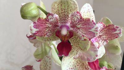 Такой витаминный коктейль "разбудит" ваше растения: какой необычный раствор полезен для орхидеи