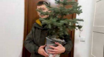Что делать с елкой после новогодних праздников: не торопитесь выбрасывать - politeka.net - Украина