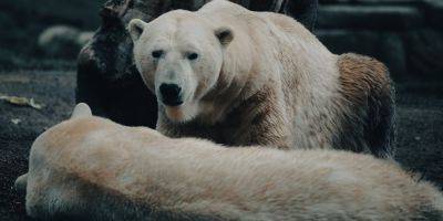 Первый случай в истории. На Аляске белый медведь умер от птичьего гриппа