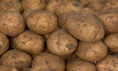 Этот метод вас точно удивит: как вырастить картошку под соломой, чтобы она была крупной и без дырочек