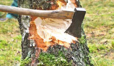 Невероятно токсичные испарения: какие дрова нельзя использовать для печного отопления