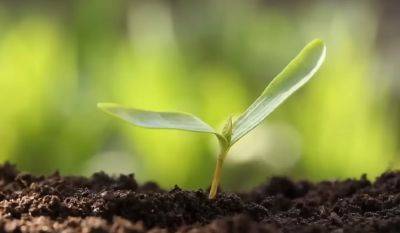 Чем нужно засеять грунт, чтобы не росли сорняки: это поможет вам привести в порядок свой огород - ukrainianwall.com - Украина