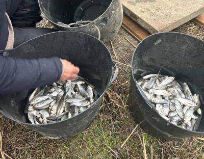 В водоемы Одесщины выпустили 189 тонн молодой рыбы | Новости Одессы