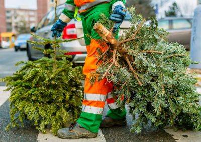 Как правильно выбросить рождественскую елку в Праге - vinegret.cz - Чехия - Прага - Экология
