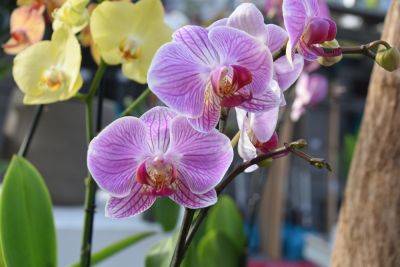 Метод двух недель: что нужно сделать, чтобы орхидея шикарно цвела круглый год