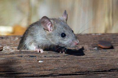Поможет обычная тряпка: как отпугнуть мышей с огорода на даче или в селе. Простой трюк