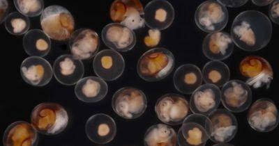 Эволюция в действии. Морские улитки отказались от яиц в пользу живорождения (фото)