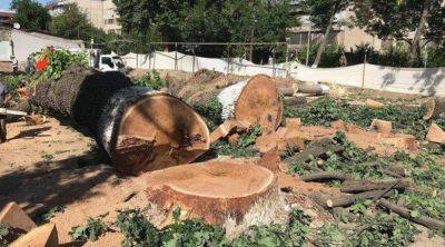 "Защитники мусаффо осмон". Экологи Ташобласти разрешили вырубить свыше 650 деревьев в 2022-2023 годах