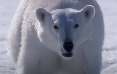 Под угрозой экосистема: птичий грипп заражает белых медведей - hyser.com.ua - Украина - шт.Аляска